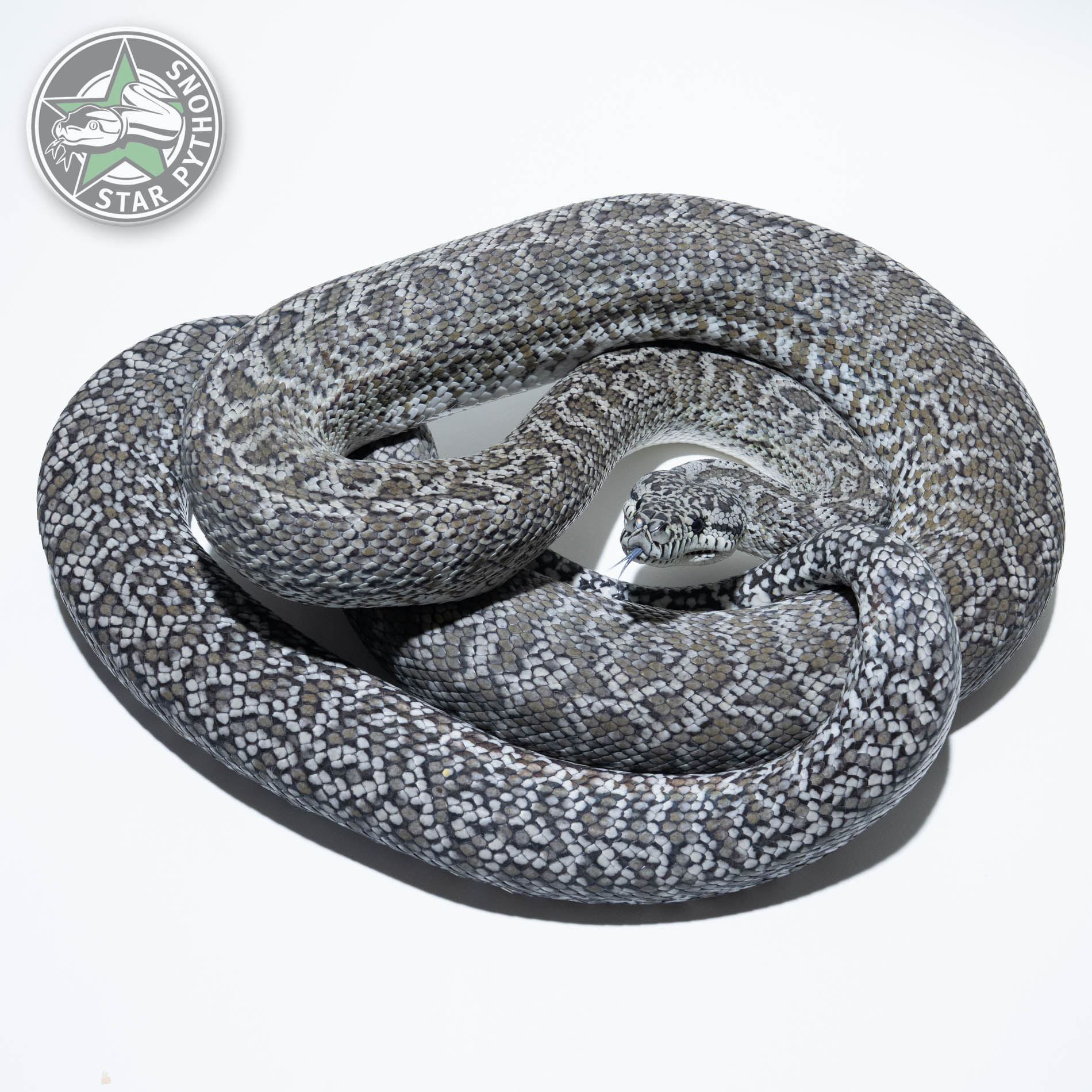 Axanthic Carpet Pythons: Genetics, Photos & Availability | StarPythons